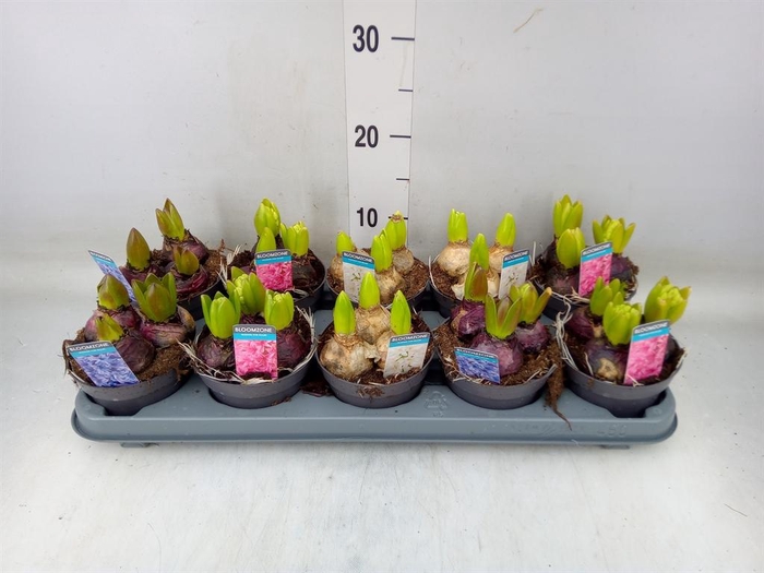 <h4>Hyacinthus orie. ...mix 3</h4>