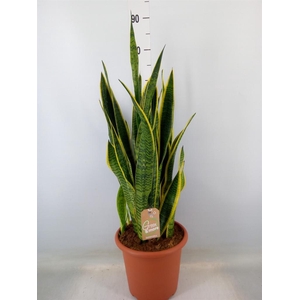 Sansevieria trifa. 'Laurentii'