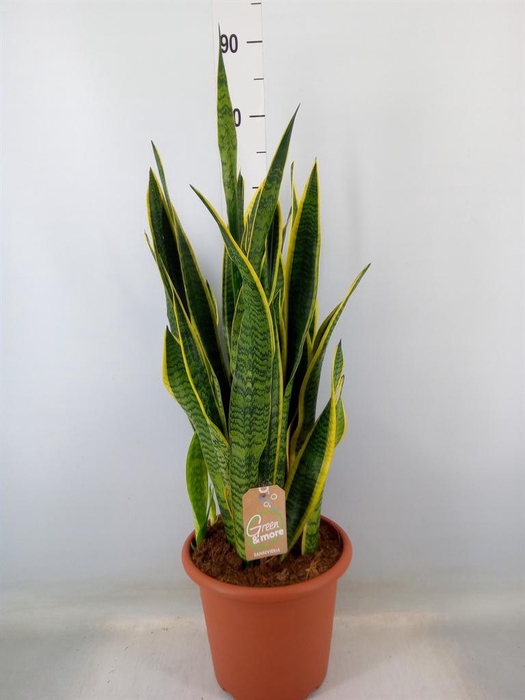 <h4>Sansevieria trifa. 'Laurentii'</h4>