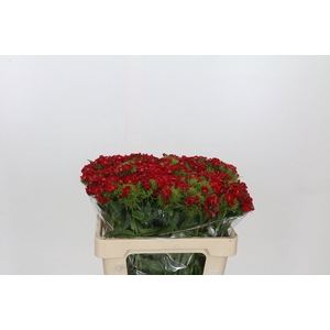 Dianthus Br Red Baron