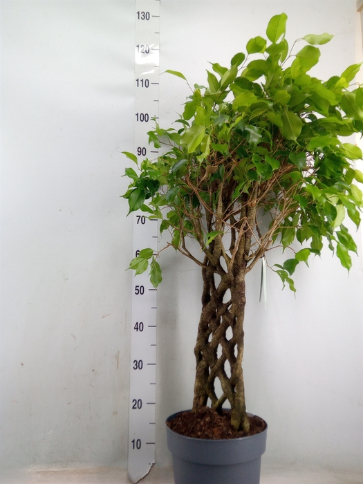 <h4>Ficus benja.   ...special shapes</h4>