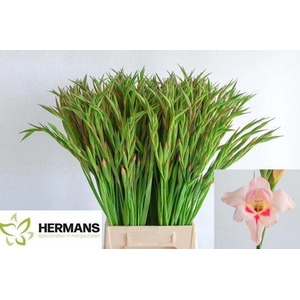 Glad Kl Elvira Hermans