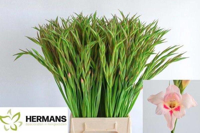 <h4>Glad Kl Elvira Hermans</h4>