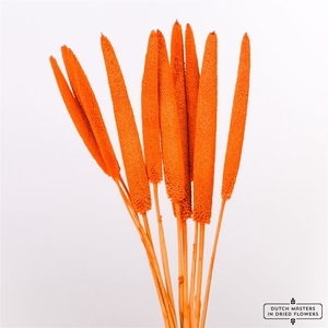 Dried Babala 10pc Orange Bunch