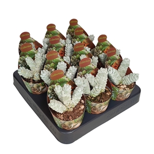 CRASSULA DECEPTOR - POT Ø 6,5 - COLLECTION WITH POTCOVER (SUCCULENTEN)