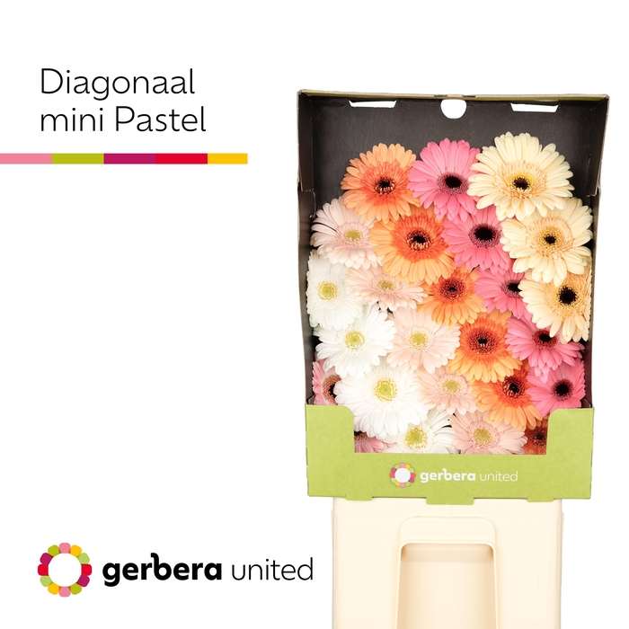 <h4>Germini Mix Pastel Diamond</h4>