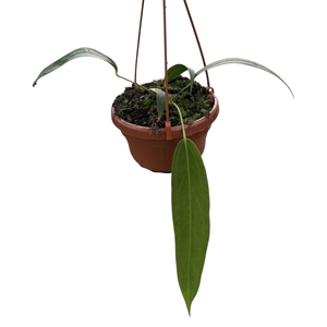 Anthurium Wendlingeri