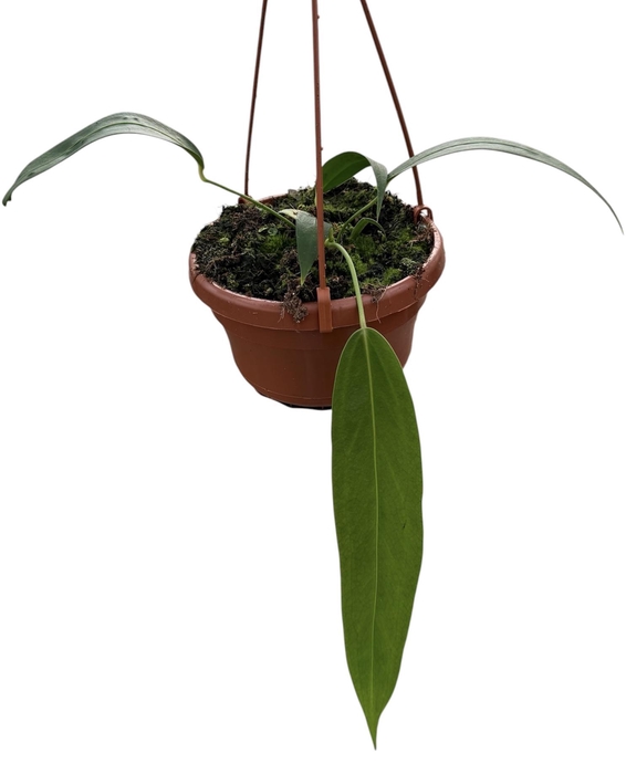 <h4>Anthurium Wendlingeri</h4>