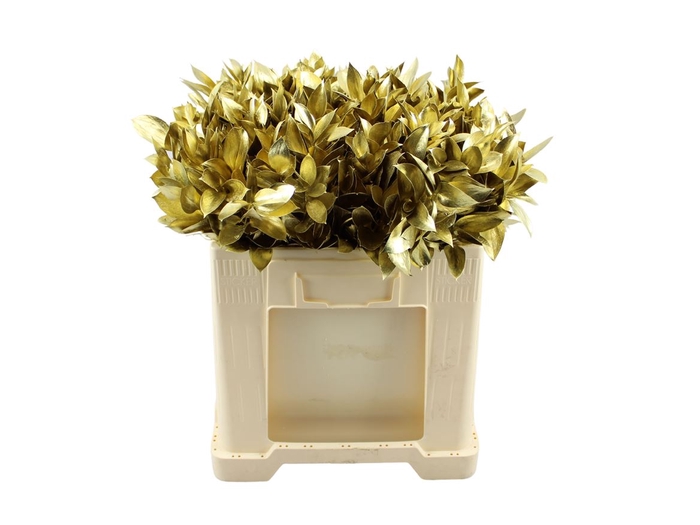 <h4>Ruscus Hypophyllum Goud 50cm</h4>