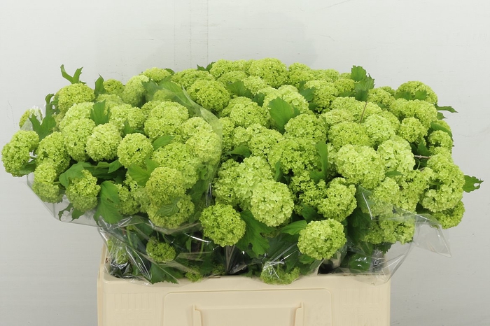 <h4>Viburnum Roseum St 2+</h4>