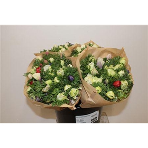 ANEM MARIANNE PASTEL BICOLOR