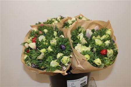 <h4>ANEM MARIANNE PASTEL BICOLOR</h4>