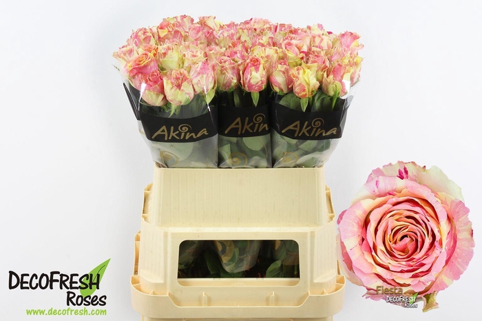 <h4>R Gr Fiesta</h4>