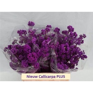 Callicarpa Bod Profu