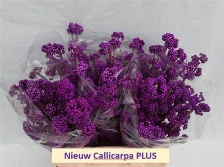 <h4>Callicarpa Bod Profu</h4>