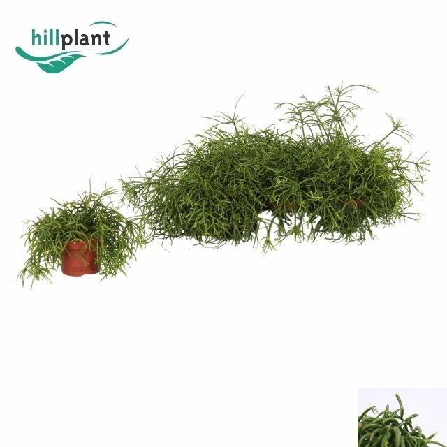 arr8 Rhipsalis Ba Oasis