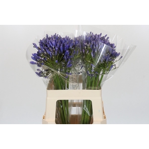 Agapanthus Blue Heaven