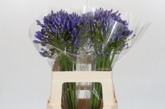 Agapanthus Blue Heaven