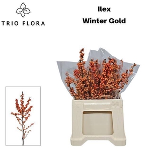ILEX VE WINTER GOLD