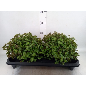 Callisia repens