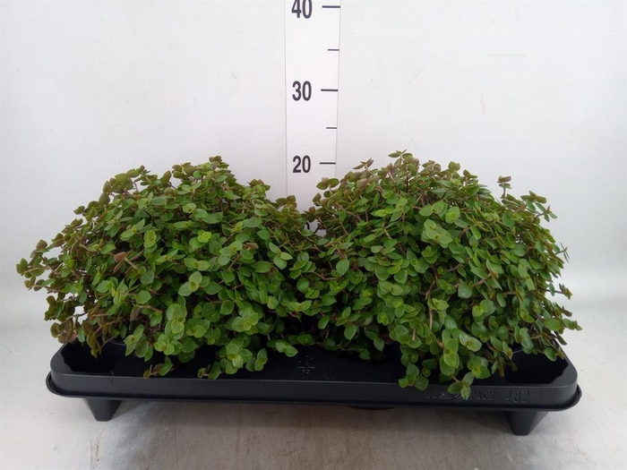 <h4>Callisia repens</h4>