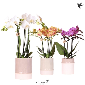 Kolibri Orchids Phalaenopsis mix 3 spike in Bamboo pot mix