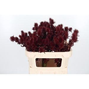 Eryn Supernova Kl Bh Bordeaux