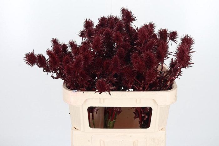 <h4>Eryn Supernova Kl Bh Bordeaux</h4>