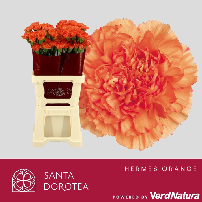 <h4>DI ST HERMES ORANGE</h4>