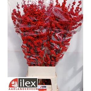 Ilex verticillata red