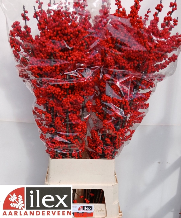 <h4>Ilex verticillata red</h4>