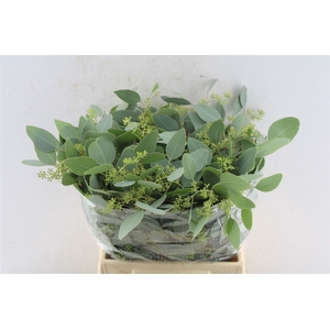 Euca Populus Berry Short 150 Gram