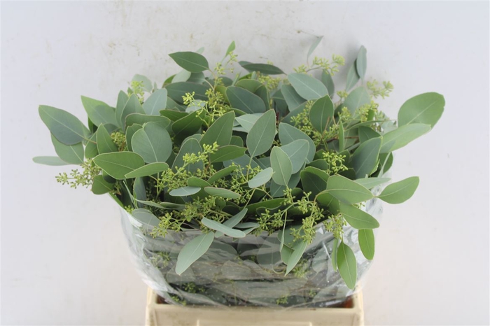 <h4>Euca Populus Berry Short 150 Gram</h4>