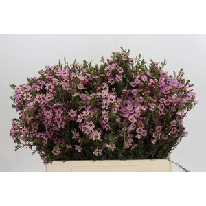 Chamelaucium Grand Adi