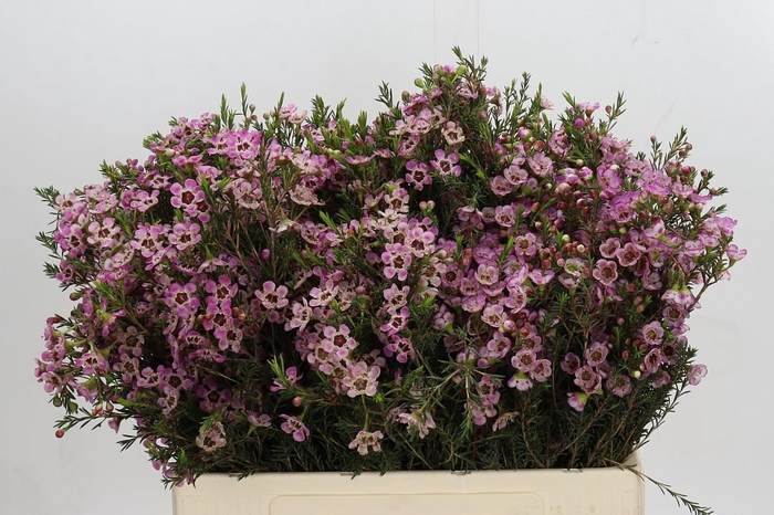 Chamelaucium Grand Adi