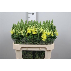 Antir Legend Dou Yel