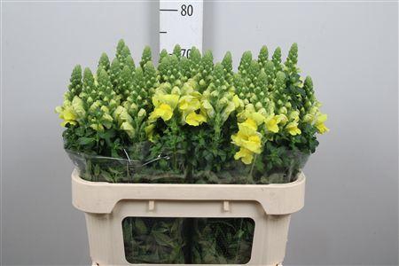 Antir Legend Dou Yel