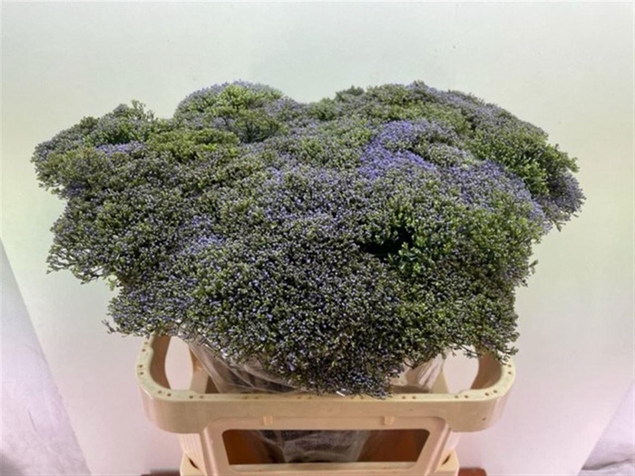 <h4>TRACH BLUE SHINE</h4>