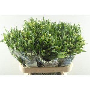 Alstr White Swan (wit)xxx