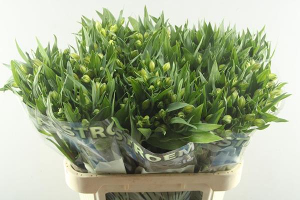 <h4>Alstr White Swan (wit)xxx</h4>