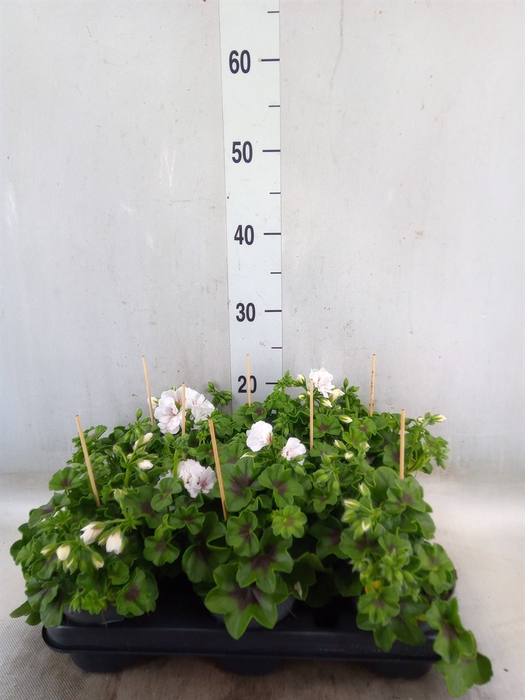 <h4>Pelargonium pelt.   ...</h4>