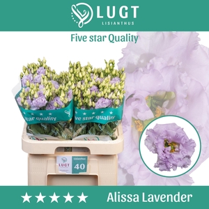 Lisianthus Alissa Lavender