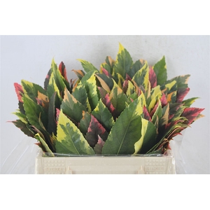 Aralia Mix Stem