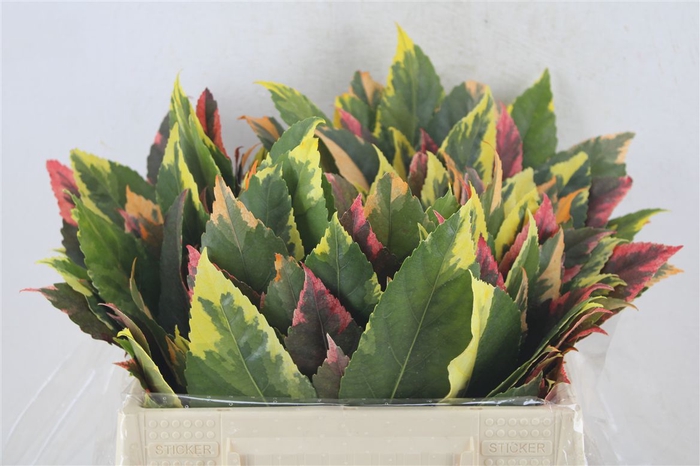 <h4>Aralia Mix Stem</h4>