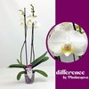 Phalaenopsis grootbloemig 2 tak wit NT 2-70 G Notthingam