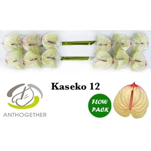 Anthurium Kaseko