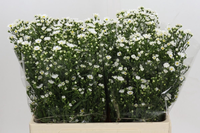 <h4>Aster Paquita</h4>