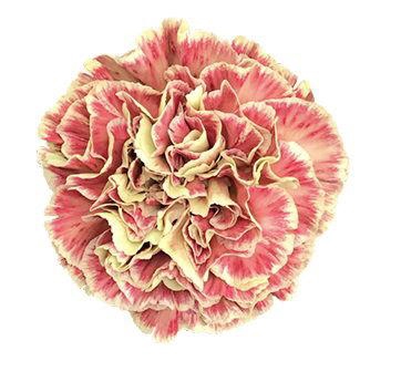 <h4>DI ST WINE COVER</h4>