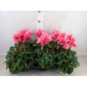 Cyclamen GR 'Halios Curly Litchi'