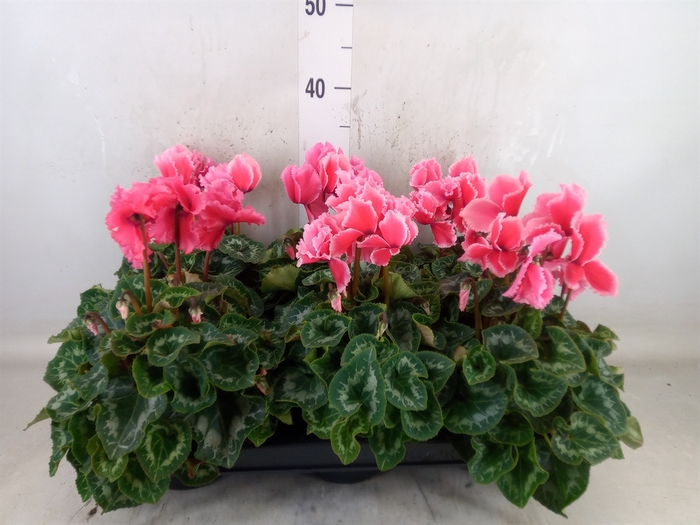 <h4>Cyclamen GR 'Halios Curly Litchi'</h4>